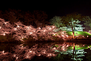 高田公園の夜桜