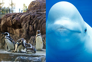 上越市立水族博物館 うみがたり