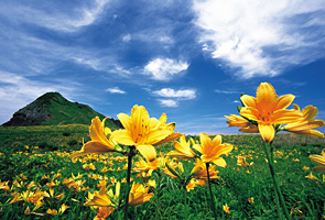 大野亀のトビシマカンゾウ